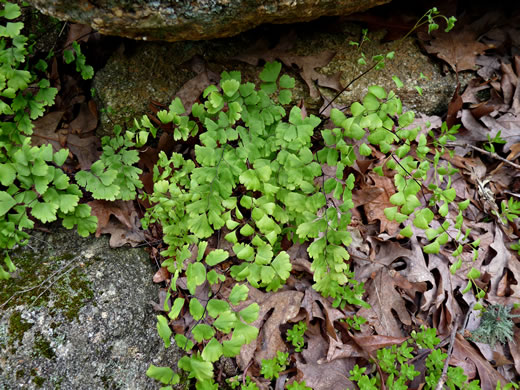 image of Adiantum capillus-veneris, Southern Maidenhair Fern, Venus-hair Fern