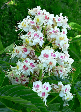 image of Aesculus hippocastanum, Horsechestnut