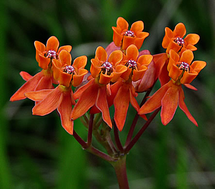 image of Asclepias lanceolata, Fewflower Milkweed, Red Milkweed