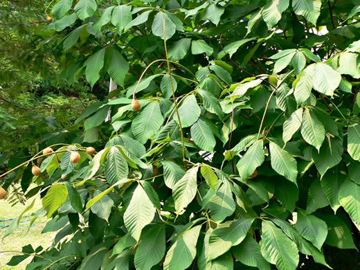 image of Aesculus parviflora, Bottlebrush Buckeye