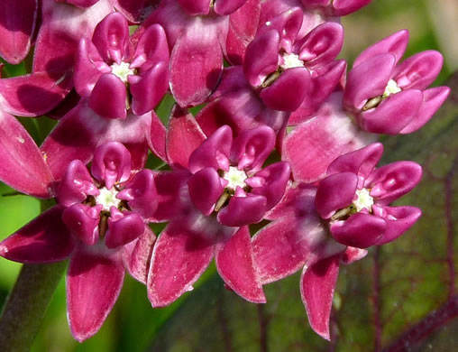 image of Asclepias purpurascens, Purple Milkweed