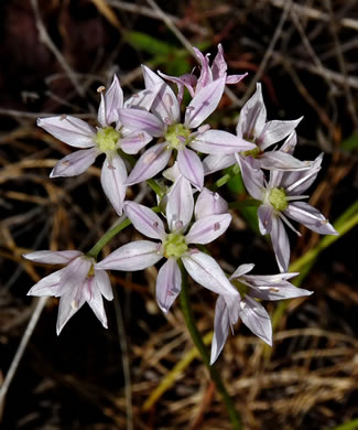 image of Allium speculae, Flatrock Onion