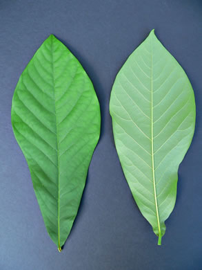 image of Asimina triloba, Common Pawpaw, Indian-banana