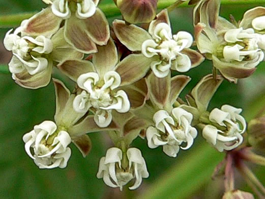 image of Asclepias verticillata, Whorled Milkweed, Narrowleaf Milkweed