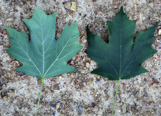 Southern Sugar Maple