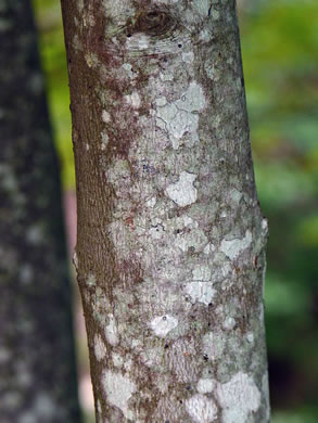 image of Acer rubrum var. rubrum, Eastern Red Maple