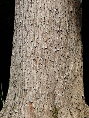 image of Acer saccharinum, Silver Maple, Soft Maple