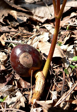 image of Aesculus flava, Yellow Buckeye