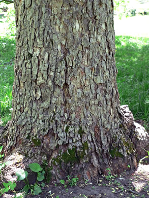 image of Aesculus glabra var. glabra, Ohio Buckeye, Fetid Buckeye, Chalky Buckeye