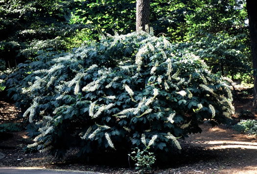 image of Aesculus parviflora, Bottlebrush Buckeye