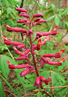 Aesculus pavia var. pavia, Red Buckeye