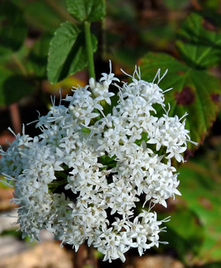 image of Ageratina aromatica, Small-leaved White Snakeroot, Aromatic Snakeroot, Wild-hoarhound, Small White Snakeroot