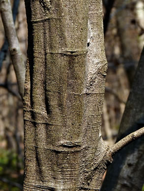 Alnus serrulata, Tag Alder, Hazel Alder, Smooth Alder