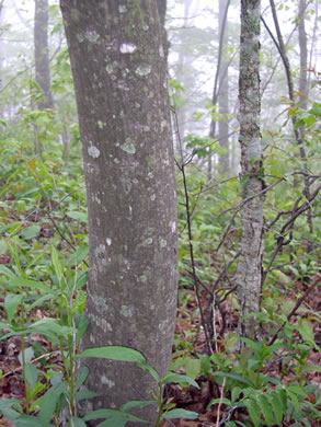 image of Amelanchier arborea, Downy Serviceberry, Sarvisberry