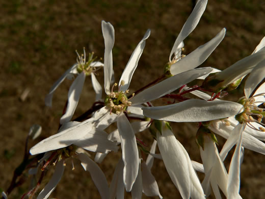 image of Amelanchier arborea, Downy Serviceberry, Sarvisberry