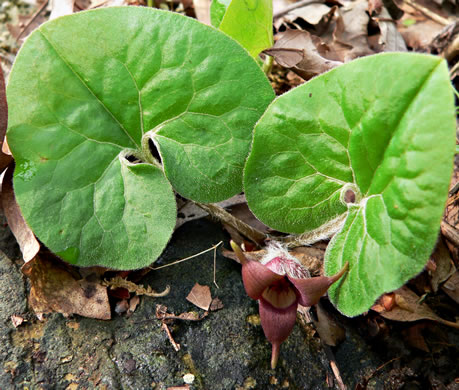 Common Wild Ginger