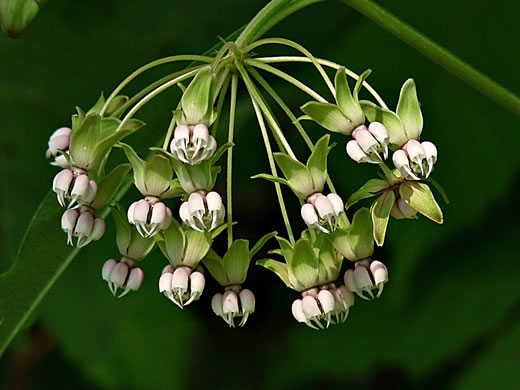 image of Asclepias exaltata, Poke Milkweed, Tall Milkweed