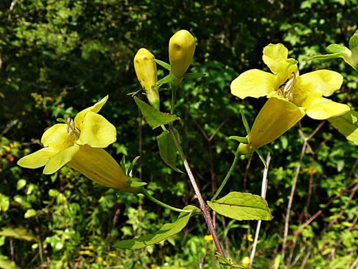 Aureolaria patula, Cumberland Oak-leach, Spreading Yellow False Foxglove