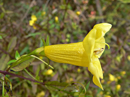 Aureolaria patula, Cumberland Oak-leach, Spreading Yellow False Foxglove