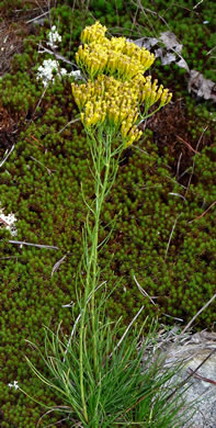 image of Bigelowia nuttallii, Nuttall's Rayless-goldenrod, Glade Rayless-goldenrod, West Gulf Coastal Plain Rayless-goldenrod