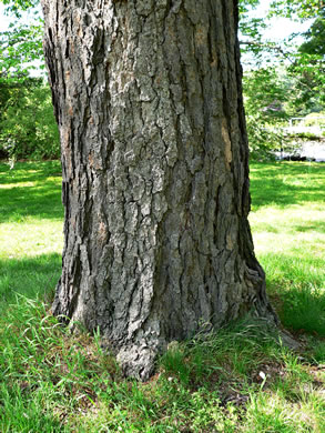 image of Betula nigra, River Birch, Red Birch