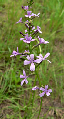 image of Buchnera floridana, Savanna Bluehearts, Florida Bluehearts, Buchnera