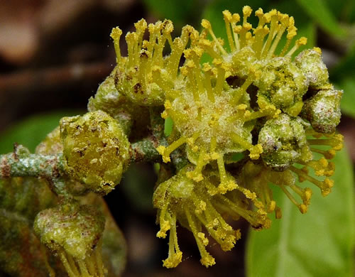 image of Croton alabamensis var. alabamensis, Alabama Croton