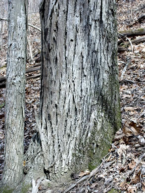 image of Carya carolinae-septentrionalis, Carolina Shagbark Hickory, Southern Shagbark Hickory, Carolina Hickory