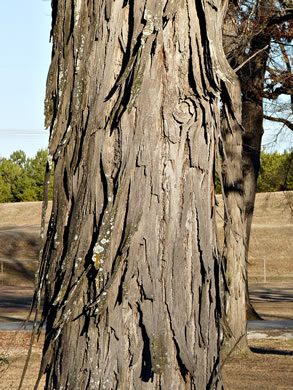 image of Carya carolinae-septentrionalis, Carolina Shagbark Hickory, Southern Shagbark Hickory, Carolina Hickory