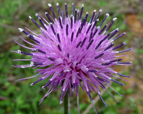 image of Cirsium carolinianum, Carolina Thistle, Spring Thistle, Soft Thistle, Prairie Thistle