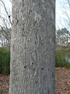 image of Carya cordiformis, Bitternut Hickory