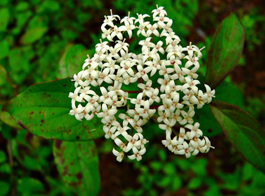 image of Swida drummondii, Midwestern Roughleaf Dogwood