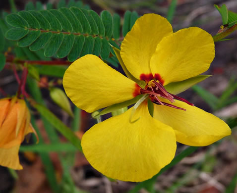 image of Chamaecrista fasciculata var. fasciculata, Common Partridge-pea, Showy Partridge Pea