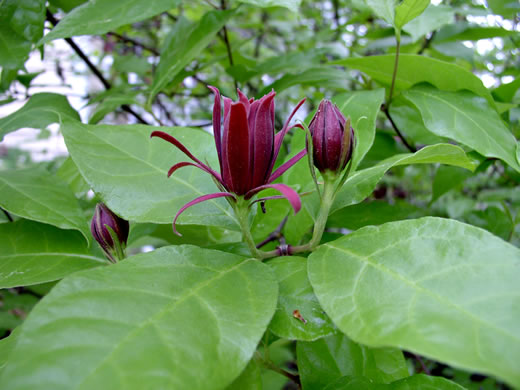 image of Calycanthus floridus, Sweetshrub, Carolina Allspice, Strawberry-shrub