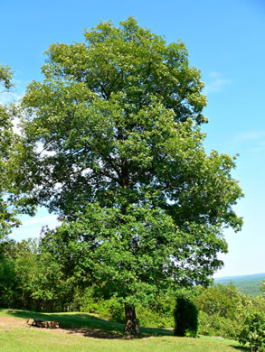 image of Carya glabra, Pignut Hickory