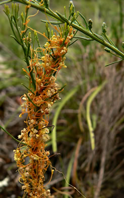 image of Cuscuta harperi, Harper's Dodder