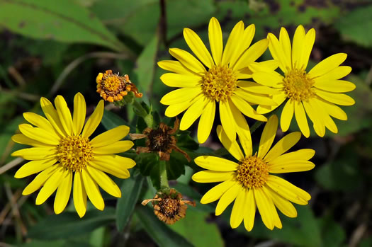 image of Chrysopsis mariana, Maryland Goldenaster