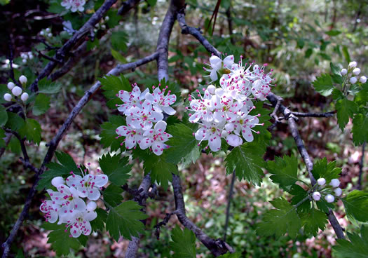 image of Crataegus marshallii, Parsley Hawthorn, Parsley Haw