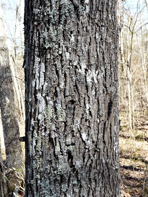 image of Carya myristiciformis, Nutmeg Hickory