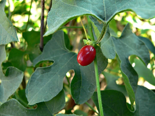 image of Cayaponia quinqueloba, Five-lobed Cucumber, Melon-leaf Cucumber