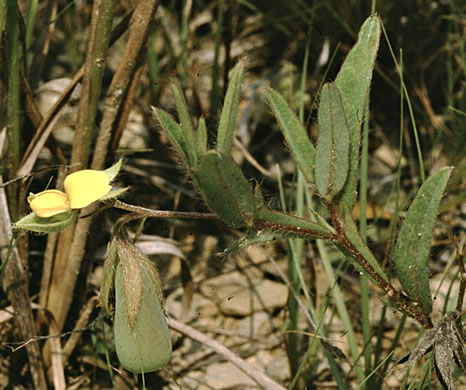 image of Crotalaria sagittalis, Arrowhead Rattlebox, Common Rattlebox