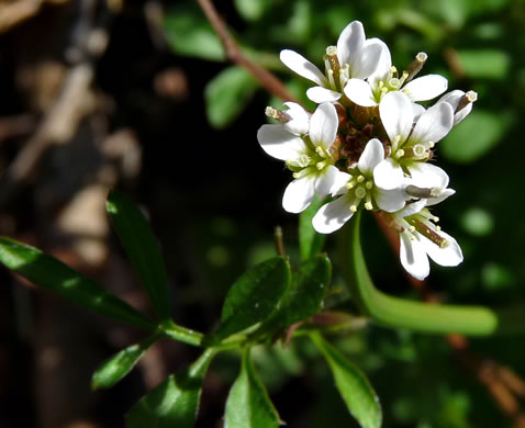 image of Cardamine hirsuta, Hairy Bittercress