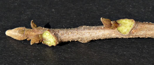 image of Carya illinoinensis, Pecan