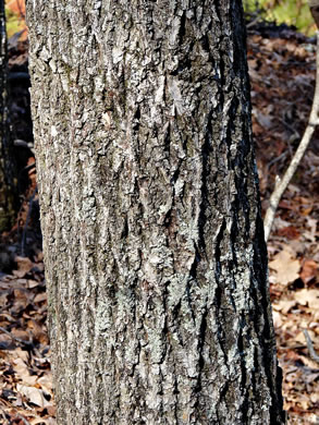 image of Carya pallida, Sand Hickory, Pale Hickory