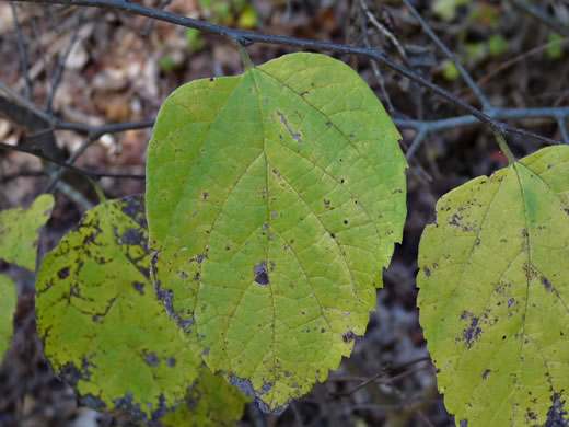 image of Celtis occidentalis, Northern Hackberry