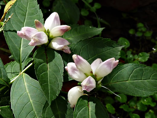 image of Chelone glabra, White Turtlehead