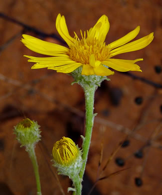 Chrysopsis gossypina, Woolly Goldenaster, Cottonleaf Goldenaster, Gossamer Goldenaster, Cottony Goldenaster