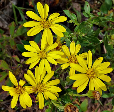 image of Chrysopsis mariana, Maryland Goldenaster