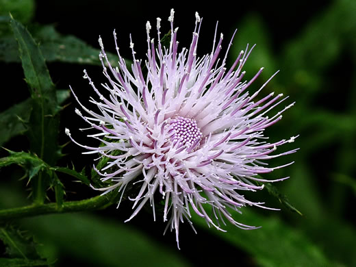 image of Cirsium altissimum, Tall Thistle