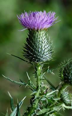 image of Cirsium vulgare, Bull Thistle